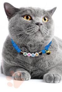 Petella Zilli Boncuklu Mavi Gezdirme Boyun Kedi Tasması