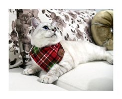 Patipatron Kırmızı - Yeşil Gezdirme Boyun Kedi Tasması