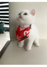 Patipatron Kırmızı Ayarlanabilir Gezdirme Boyun Kedi Tasması