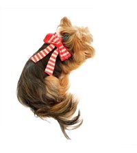 Kemique Köpek Tasması Pembe