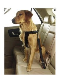 Ankaflex Köpek Tasması