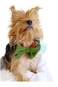 Kemique Köpek Tasması Yeşil
