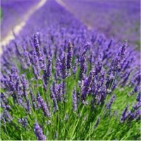 Serada Decor Plant 1 Adet Tüplü Lila Lavanta Fidesi