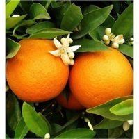 Serada Decor Plant 1 Adet Turuncu Portakal Fidesi