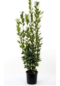 Serada Decor Plant 1 Adet Yeşil Defne Fidesi