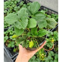 Serada Decor Plant 1 Adet Kırmızı Çilek Fidesi