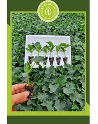 Serada Decor Plant 6 Adet Yeşil Salatalık Fidesi