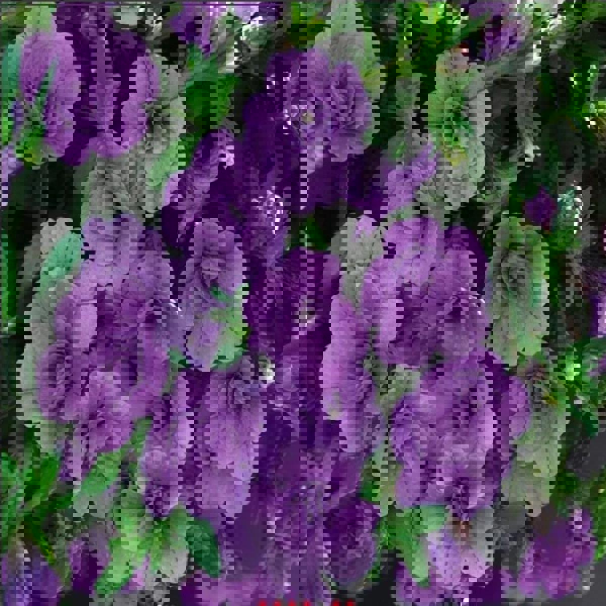 Calita 1 Adet Mor Calibrochoa Fidesi