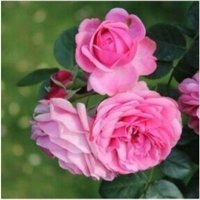 Serada Decor Plant 1 Adet Pembe Gül Fidesi