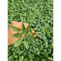 Serada Decor Plant 10 Adet Kırmızı Domates Fidesi