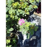 Serada Decor Plant 2 Adet Mor Gül Fidesi