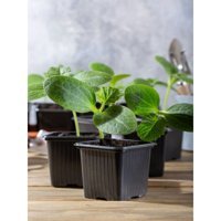 Serada Decor Plant 3 Adet Yeşil Salatalık Fidesi