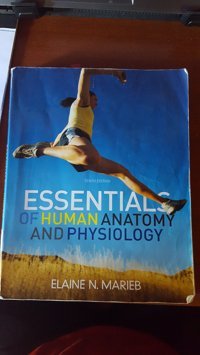 Essentials-Of-Human-Anatomy-And-Physiology Elaine-N-Marieb Pearson