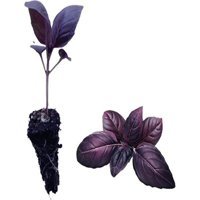 Serada Decor Plant Organik 2 Adet Mor Çiçek Fide