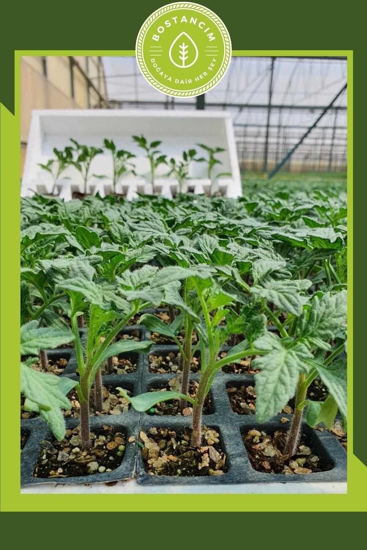 Serada Decor Plant Organik 12 Adet Kırmızı Sebze Fide