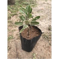 Serada Decor Plant Tüplü 1 Adet Yeşil Çiçek Fide