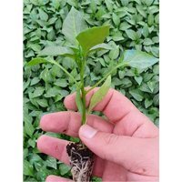 Serada Decor Plant Tatlı Organik 2 Adet Yeşil Sebze Fide