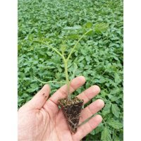 Serada Decor Plant Sırık Organik 3 Adet Kırmızı Sebze Fide