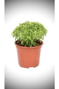 Serada Decor Plant Saksılı Organik 1 Adet Yeşil Sebze Fide