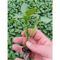 Serada Decor Plant Organik 3 Adet Yeşil Sebze Fide