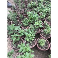 Serada Decor Plant Saksılı Organik 5 adet Yeşil Sebze Fide