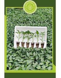 Serada Decor Plant Samandağ Organik 6 adet Yeşil Sebze Fide