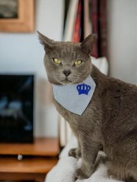 Kemique King Blue Papyonlu Mavi Gezdirme Boyun Kedi Tasması