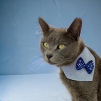 Kemique Dinner Date Navy Papyonlu Mavi Gezdirme Boyun Kedi Tasması