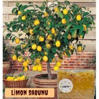 Monsieur Premiere Limon Katı Sabun 5x120 gr