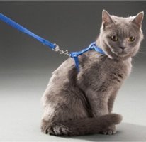 Beyemi Düz Güvenlikli Mavi Ayarlanabilir Gezdirme Boyun-Göğüs Kedi Tasması
