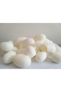 Şifagıda Sıkılaştırıcı Koza Yüz Peelingi 50 Adet