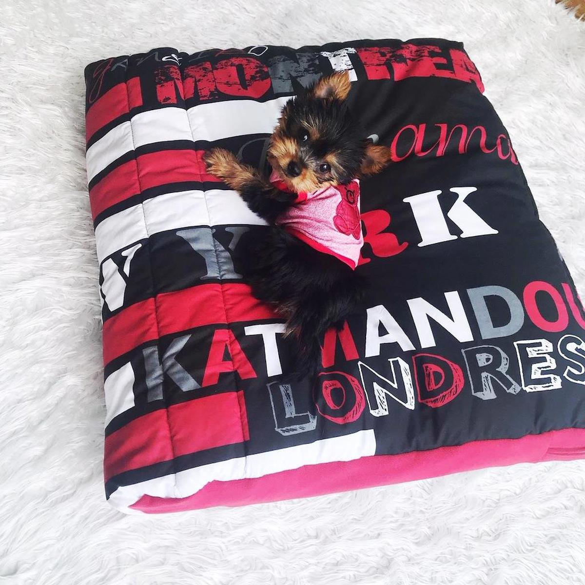 Kemique London NY Orta Irk İç Mekan Köpek Yatağı Siyah