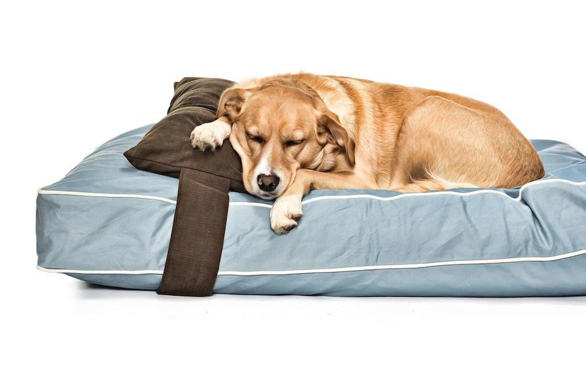 Petza İç Mekan Köpek Yatağı Mavi
