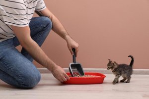 Catvenience Çam Pellet Kedi Kumu