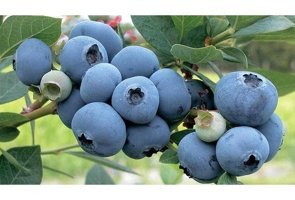Yaban Mersini ( Blue Berry ) Fidanı
