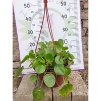 Zambak Botanik Askılı Pilea Peperomioides (Çin Para Ağacı) - Modern ve Şık İç Mekan Bitkisi