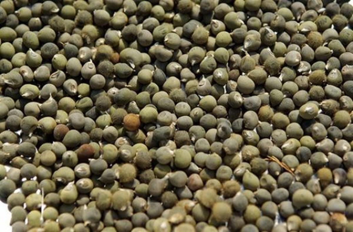 Değirmenci Ali Baharat Bamya Tohumu Tane 1 kg