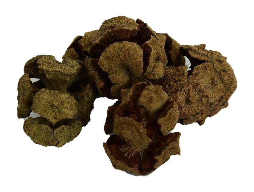 Lokman Avm Doğal Selvi Kozalağı Tane 100 gr