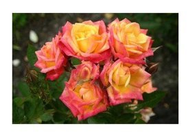 Berke Fidancılık Tüplü Aşılı Little Turuncu Sunset Aşılı Yediveren Gül Fidanı - Yok