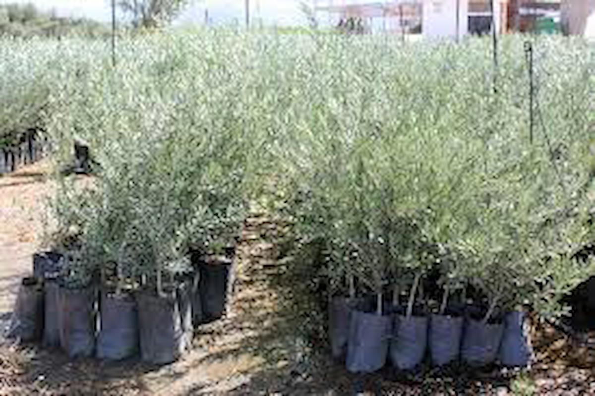 BY Adatarım Tüplü Organik 6 Adet Siyah Zeytin Fidesi