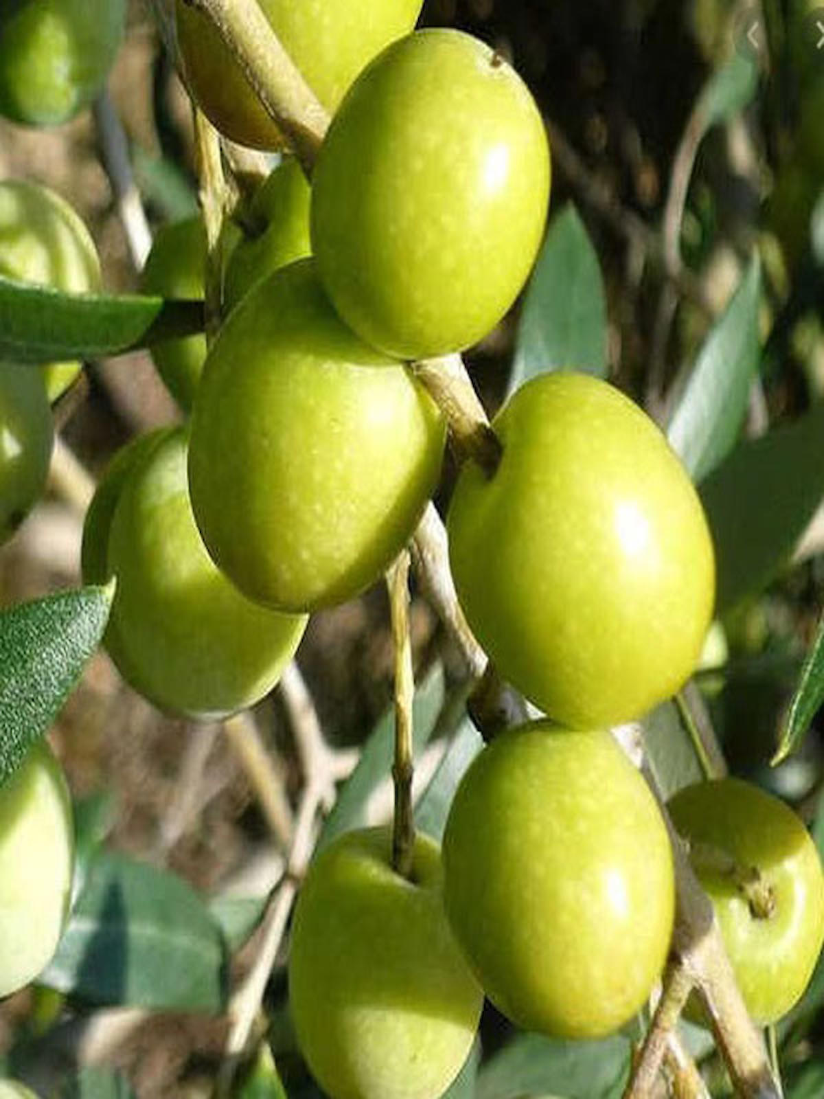 BY Adatarım Tüplü Organik 2 Adet Yeşil Zeytin Fidesi