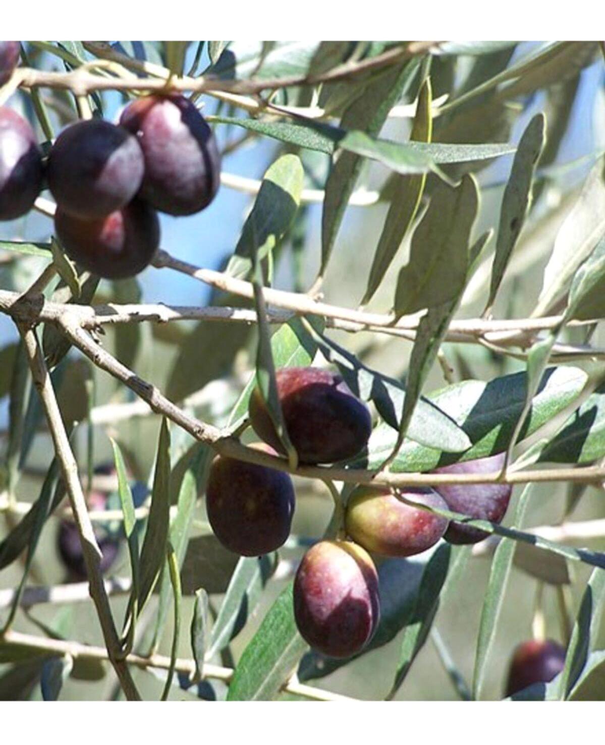BY Adatarım Tüplü Aşılı Organik 3 Adet Siyah Zeytin Fidesi