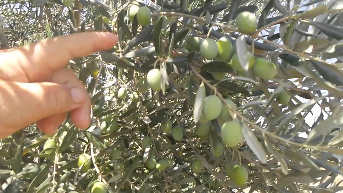 Alioğlu Tüplü Organik 1 Adet Siyah Zeytin Fidesi