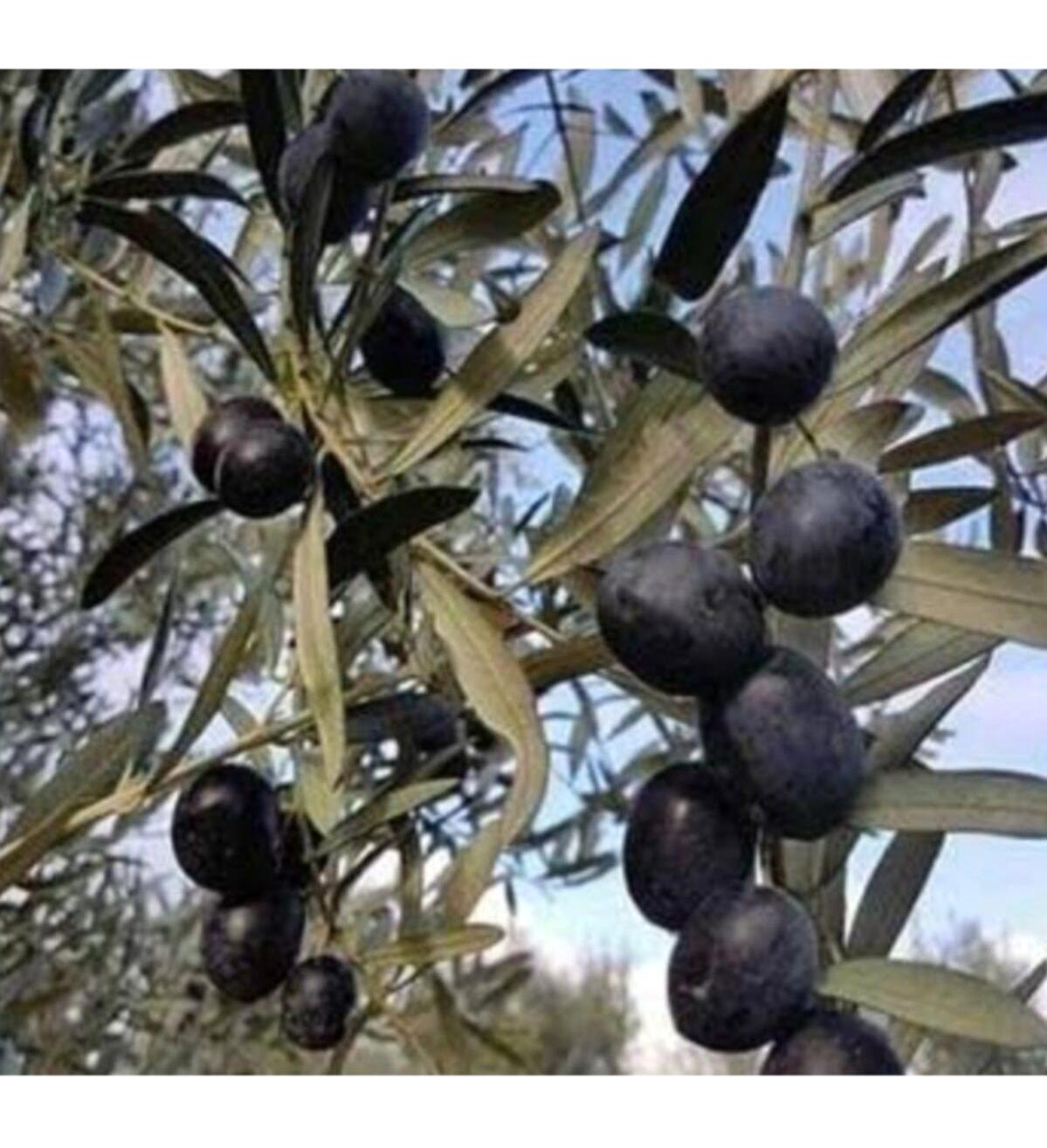 BY Adatarım Tüplü Organik 10 Adet Siyah Zeytin Fidesi