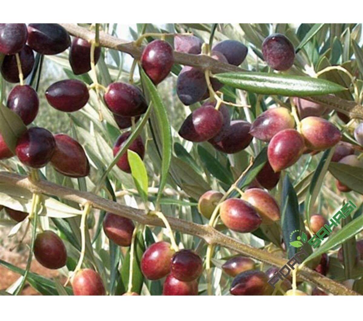BY Adatarım Tüplü Organik 2 Adet Siyah Zeytin Fidesi