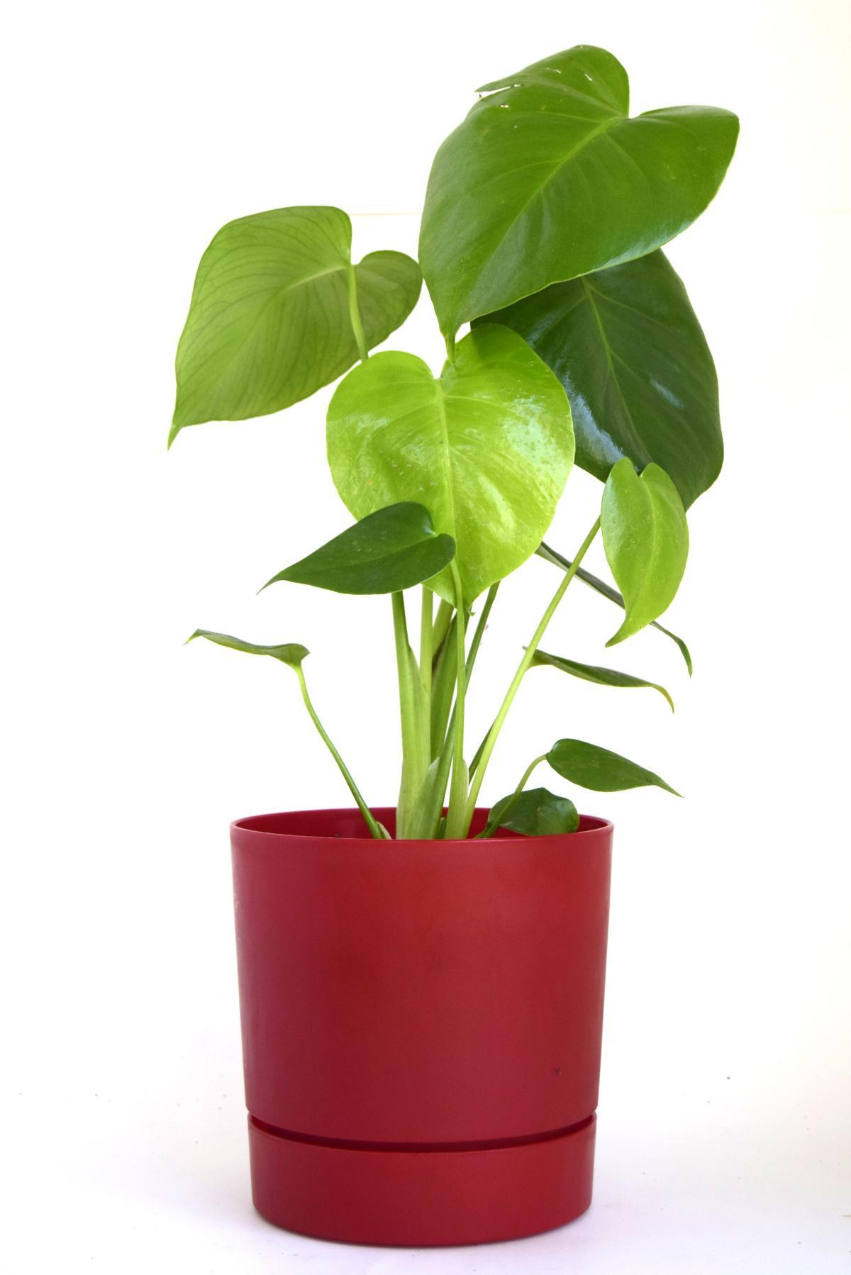 Leo Flowers Plastik 5 lt Yuvarlak Kaktüs Saksı Mürdüm