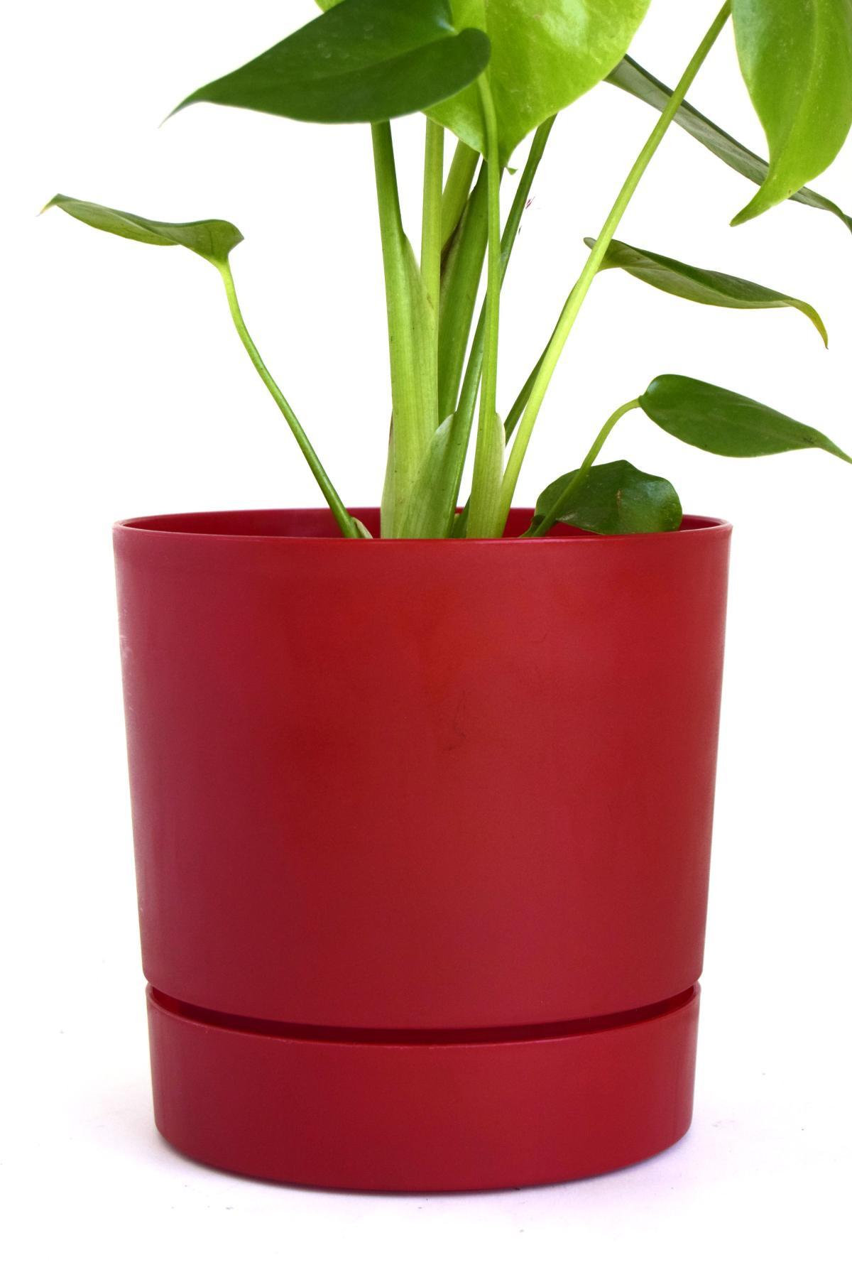 Leo Flowers Plastik Yuvarlak Kaktüs Saksı Kırmızı
