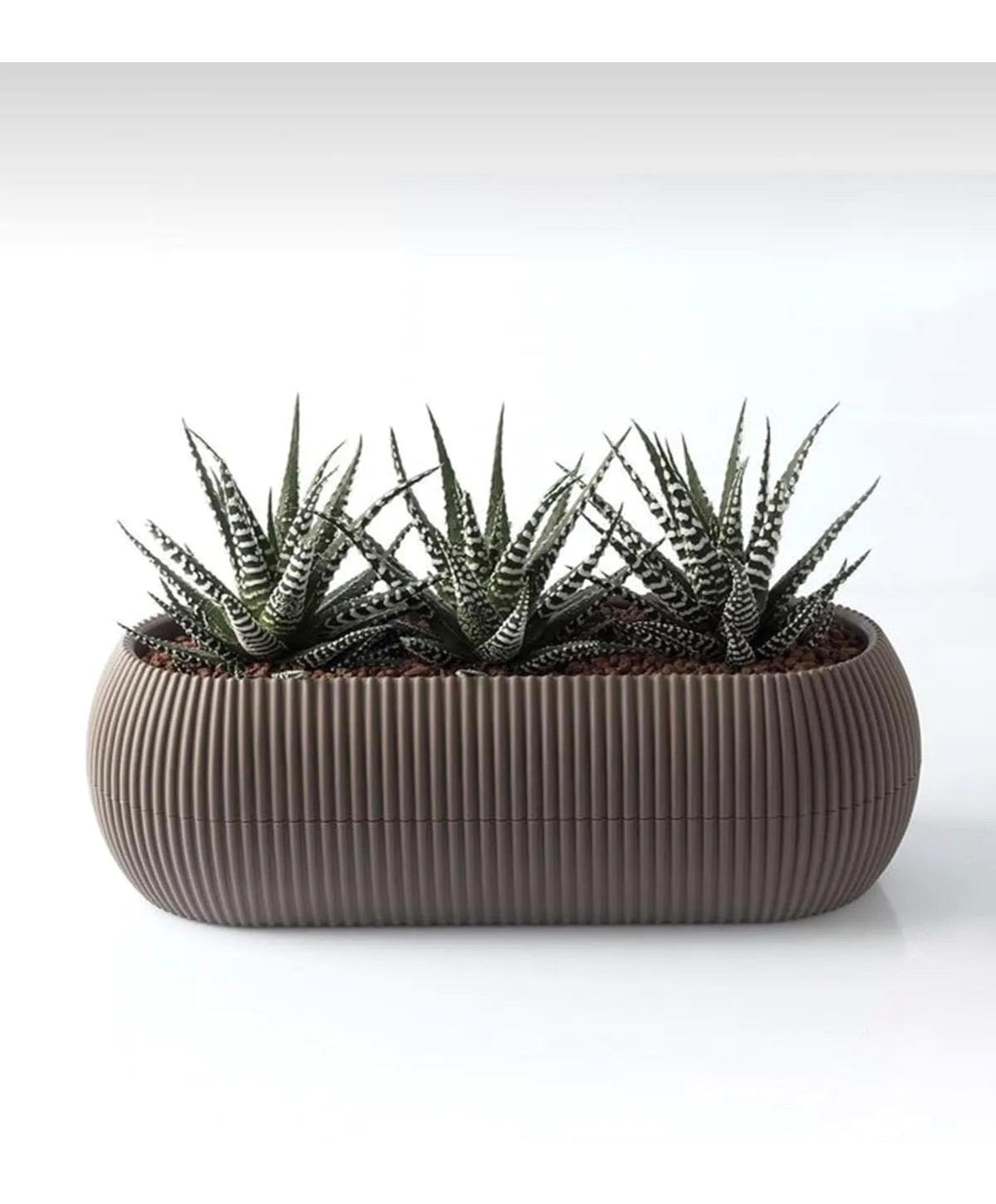 Royaleks Mercan Plastik Oval Kaktüs Uzun Saksı