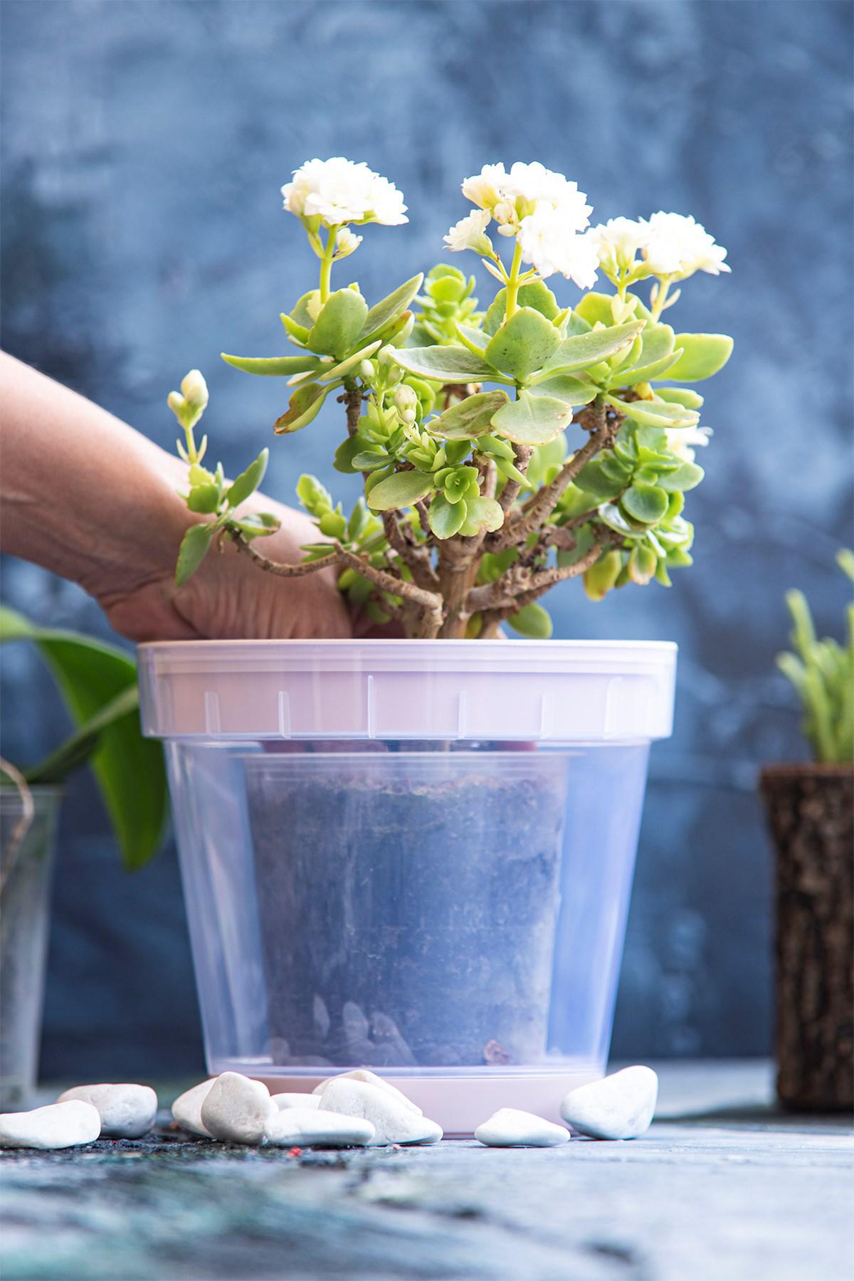 Anı Home Plastik Yuvarlak Orkide Saksı Pembe
