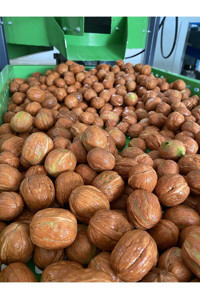 Sultan Ceviz Bahçeleri Organik Tane Kabuklu Ceviz 5 kg